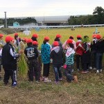 初めての稲刈りという子も大勢