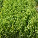 イセヒカリの苗