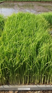 イセヒカリの苗