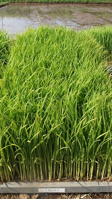 DSCF3139 イセヒカリの苗