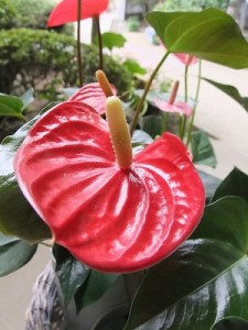 カラー（海芋）