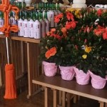 献酒 （ 清酒 ・ 菊勇 ） と献花 （ ハイビスカス ）