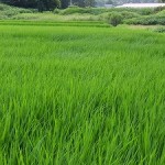 御神田の稲