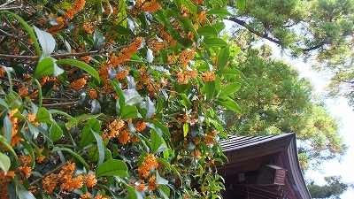 金木犀　きんもくせい