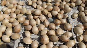 銀杏の天日干し