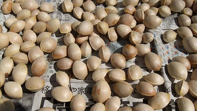 銀杏の天日干し