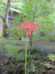 お彼岸を前に曼珠沙華（まんじゅしゃげ＝彼岸花）が咲きました