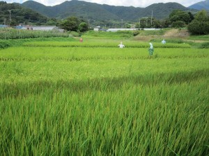 IMG_0010 御神田の様子