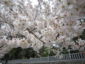４月１３日に玉垣にぼんぼりが飾られます