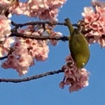 熱海桜とメジロ