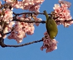 熱海桜とメジロ