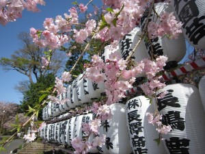 提灯と枝垂れ桜