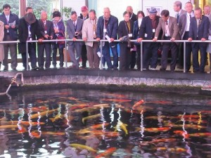 錦鯉の里（小千谷市）