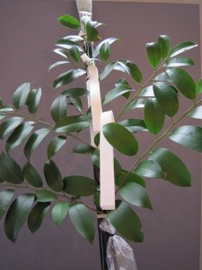 IMG_0788 矛(ほこ)~神さまが降りる依代(よりしろ)