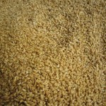 イセヒカリの籾種