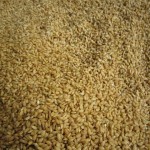 イセヒカリの籾種