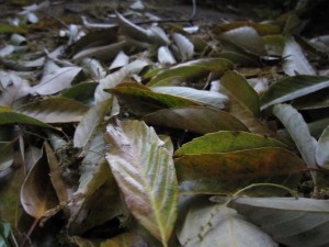 樫落葉(かしおちば)