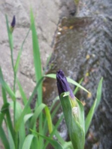 明治神宮からいただいた花菖蒲