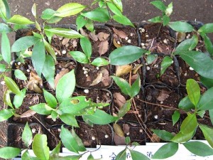 県下神社でドングリから育てたポット苗