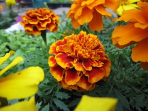 まが玉祭で無料配布したマリーゴールド