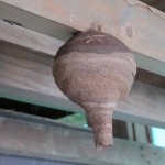 スズメバチの巣