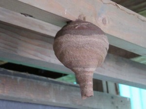 スズメバチの巣