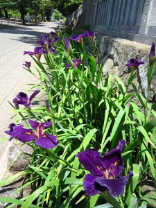 カキツバタが満開