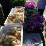 鉢花・野菜の無料配布