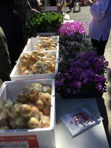 鉢花・野菜の無料配布