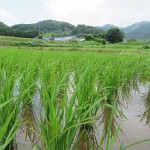 神社下の御神田
