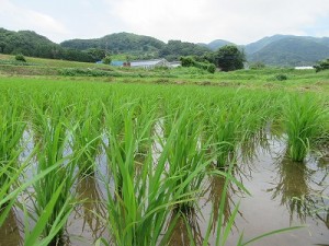 神社下の御神田