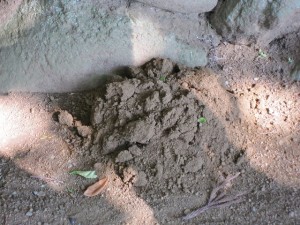 もぐらによる土の隆起