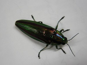 玉虫も現れました