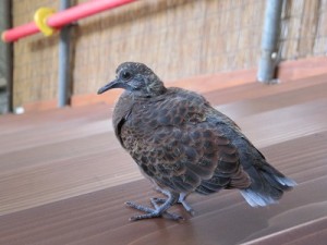 雉鳩の雛