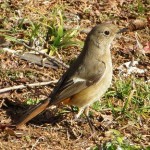 ジョウビタキ（メス）