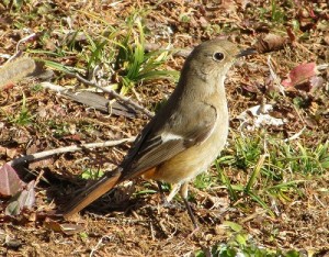 ジョウビタキ（メス）