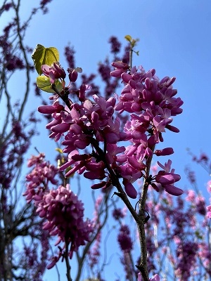 花蘇芳（はなずおう）