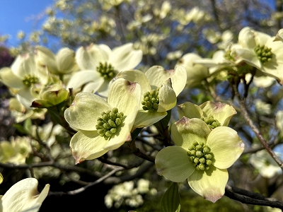 花水木（はなみずき）