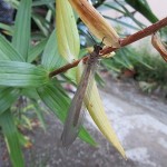 薄翅蜉蝣　（ うすばけげろう ）