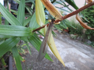 IMG_1945 薄翅蜉蝣 ( うすばけげろう )