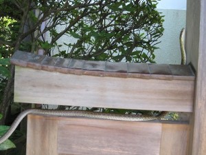 このところよく現れるお宮の主