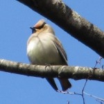 高木に佇むヒレンジャク