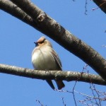 高木に佇むヒレンジャク
