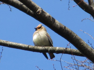 高木に佇むヒレンジャク
