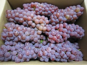 食べ頃を迎えたデラウエア