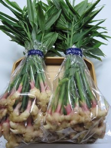 健胃剤・鎮嘔剤の役目をなす生姜