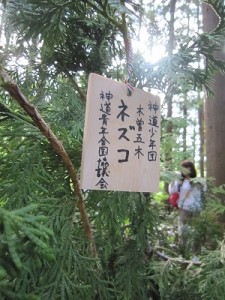 木曽五木の１つ　ネズコ