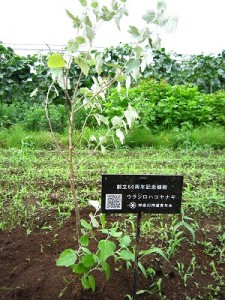 ここなら土の養分たっぷりです