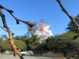 四季桜