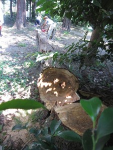 IMG_2869 樹齢100年位の杉を間伐